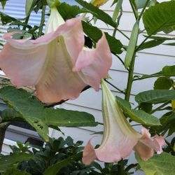 Pink Brugmansia outdoor plant. 