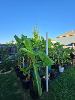 🎁 THE PERFECT FATHER'S DAY GIFT BANANA TREES