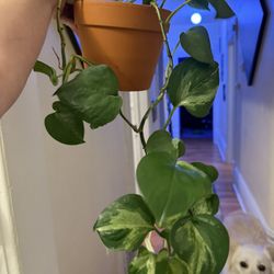 Pothos Manjula