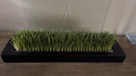 Grass Frame Table Decor