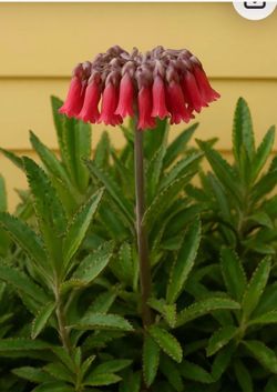 MOTHER THOUSAND BEAUTIFUL PLANT
