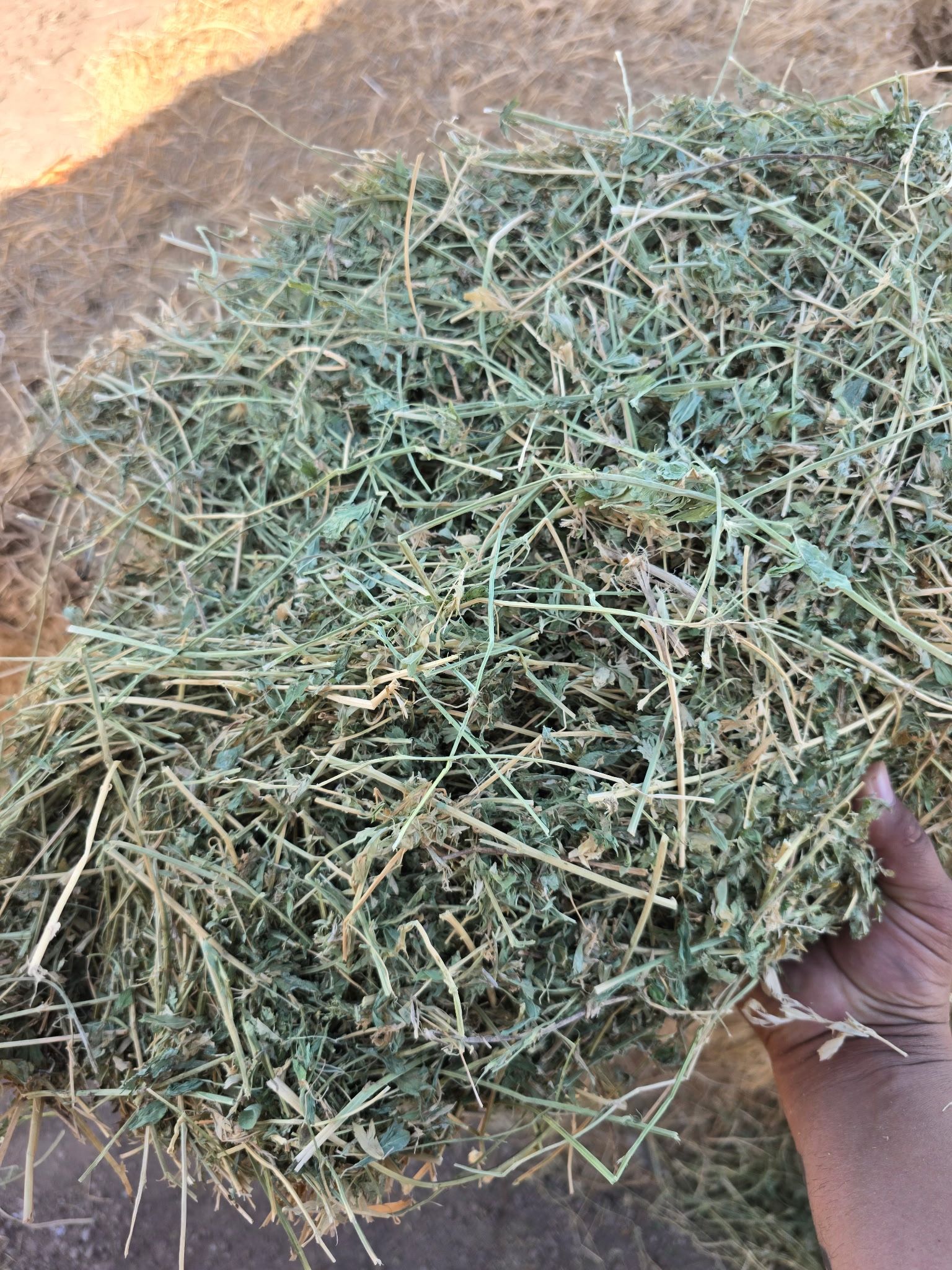 Alfalfa Cattle Hay.