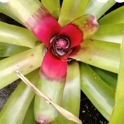 Bromeliads Potted Plant Landscape Plant