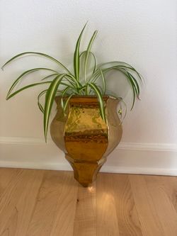 Spider Plant in Vintage Brass Wall Planter