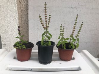 Potted Tulsi Plants. 3 left.