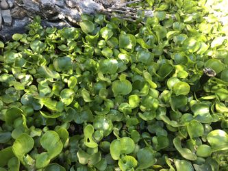 Water Hyacinth Live Water Plants