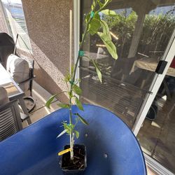 Cara Cara Orange Tree 