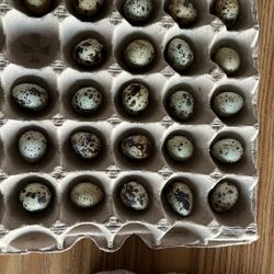 Quail Eggs Huevos De Godornises 