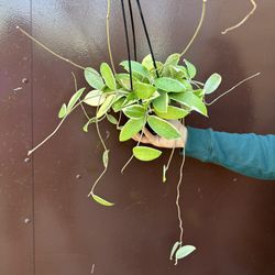 5” hoya verticillata