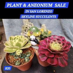 SAN LORENZO PLANT SALE. TODAY. STARTS AT 1:30 ANEONIUMS AND SUCCULENTS. BEGINNERS AND ADVANCED