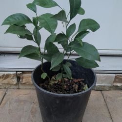 Mandarin Orange Plant/Planta De Mandarina (9/2/26)