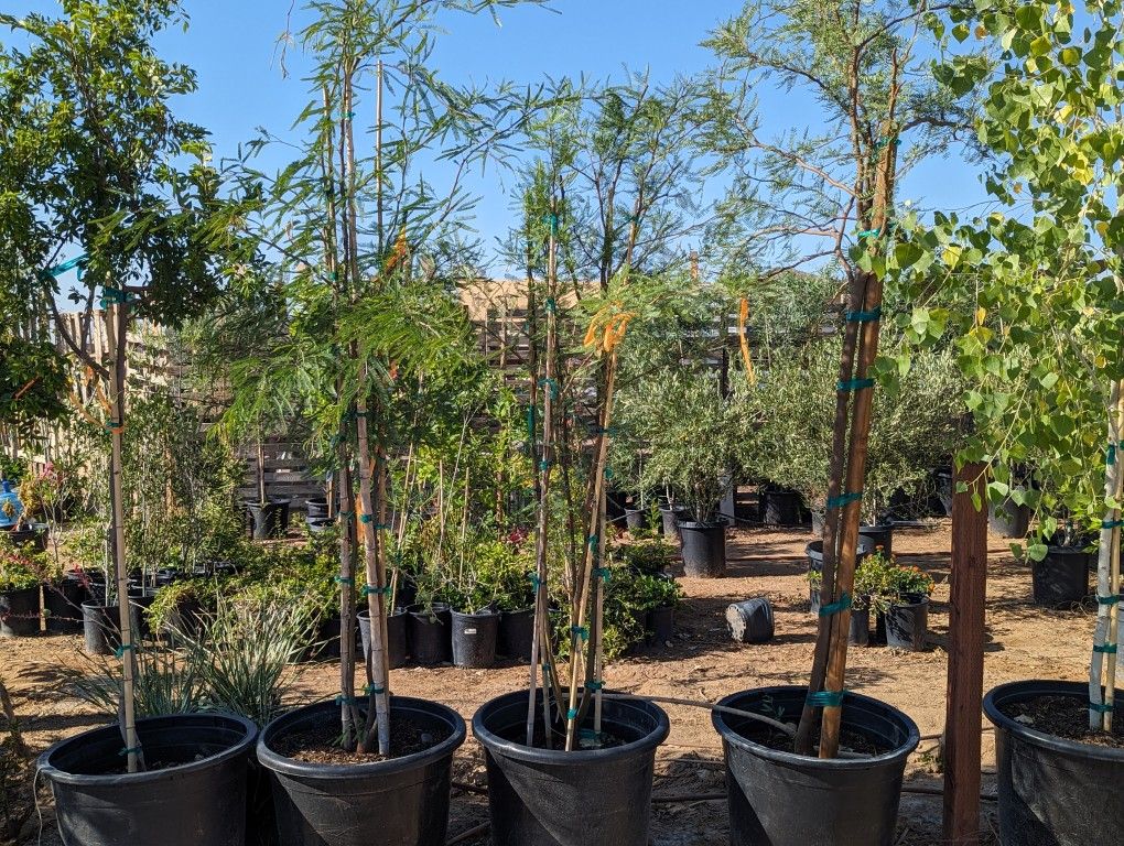 $225 Each Thornless Mesquite Tree Delivery Is Available
