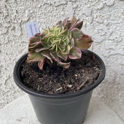 6 Inch Pot Rare Succulent Plant - Aeonium Sunburst Crest Crested - Sculptural - Rooted & Established - Drought Resistant - 🪴