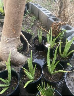 Aloe plants
