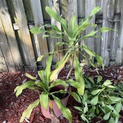Double Corn Plant