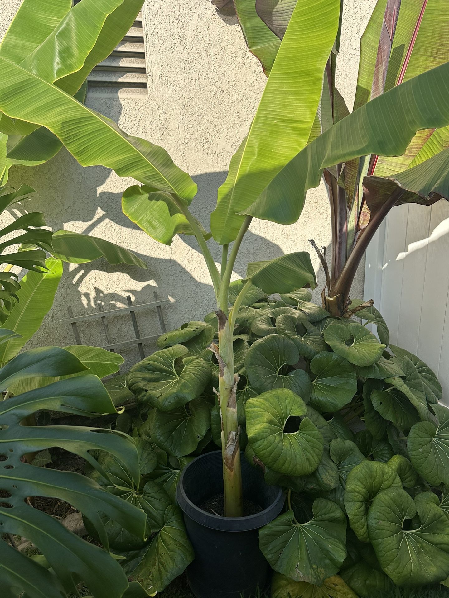 Banana tree 7ft tall