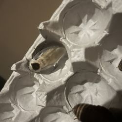 Discoid Roaches 