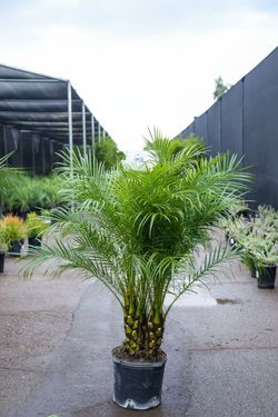 Pygmy Palms