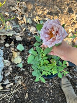 Koko loko rose and lilac