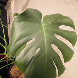 Large monstera