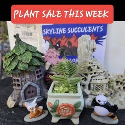 PLANT SALE ALL THIS WEEK.  IN SAN LORENZO FROM $3 TO $30 