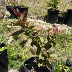 Guava Plant