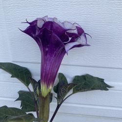 Blooming Angel Trumpet Outdoor Sin Plant, In 1 Gallón Pot Pick Up Only