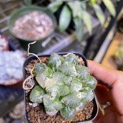 Haworthia Cooperi Variegated