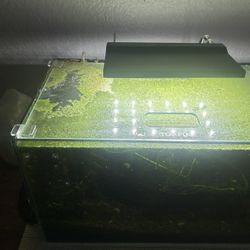 Shrimp Tank With Approx 20shrimp And Plant Life 