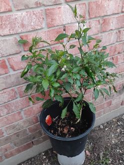 Serrano peppers 🫑 plant