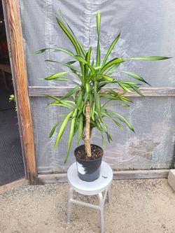 Dracaena Plant 10" Nursery Pot
