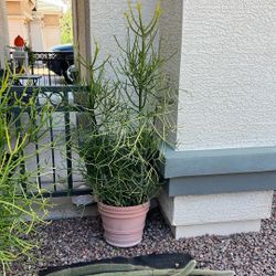 FIRESTICK SUCCULENT/Cactus