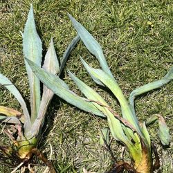 Agave bare root succulents  $2 each 