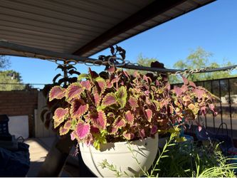 Plant sale with free cuttings