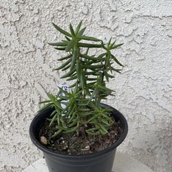 6 Inch Pot Succulent Plant - Crassula Tetragona - Karkai - Rooted & Established Plant - Drought Resistant - 🪴 