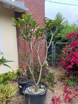 Extra large plumeria ‘San Miguel’ fragrant