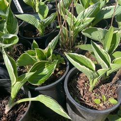Hostas 