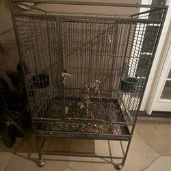 Bird Cage 