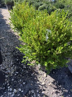BOXWOODS 3-4 ft B&b