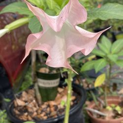  Tronpet Coronas De Cristo Diferentes  Presios 