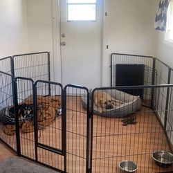 Brand New Of Animal Fence