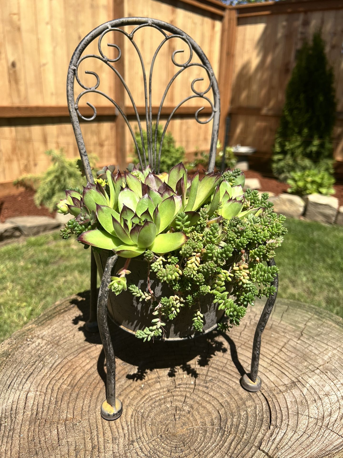 Cute Metal Chair flowing with Succulents