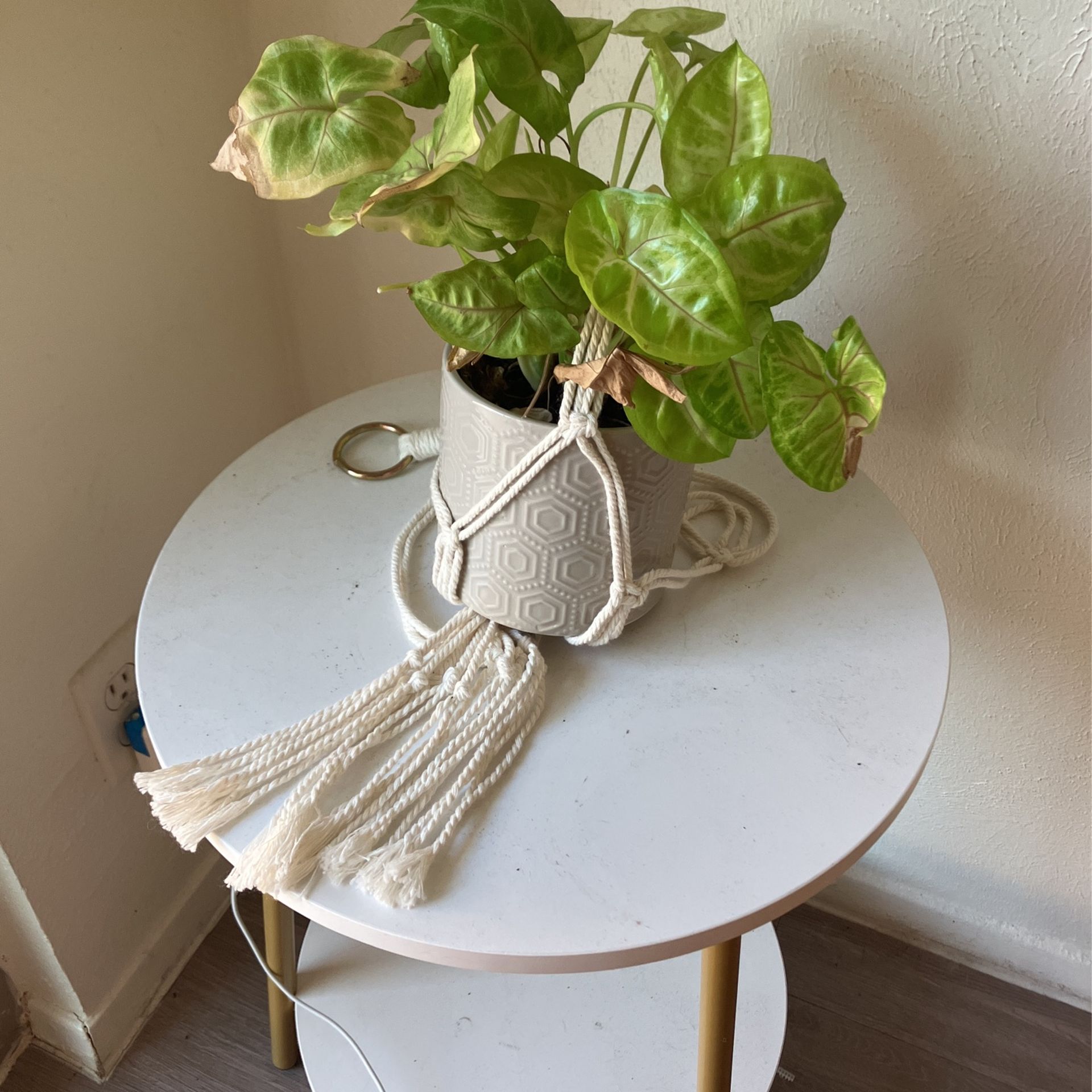Hanging Plant In Pot