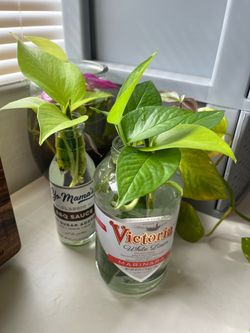 Planted jars