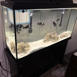 60 Gallon Fish Tank With Accessories 