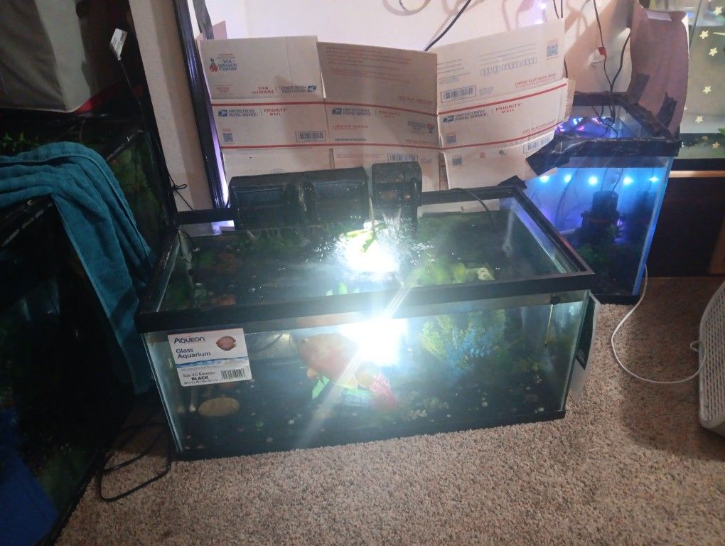 40 Gallon Short Breeder Size Aqusrium