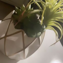 Decorative desk/room Pineapple Plant 