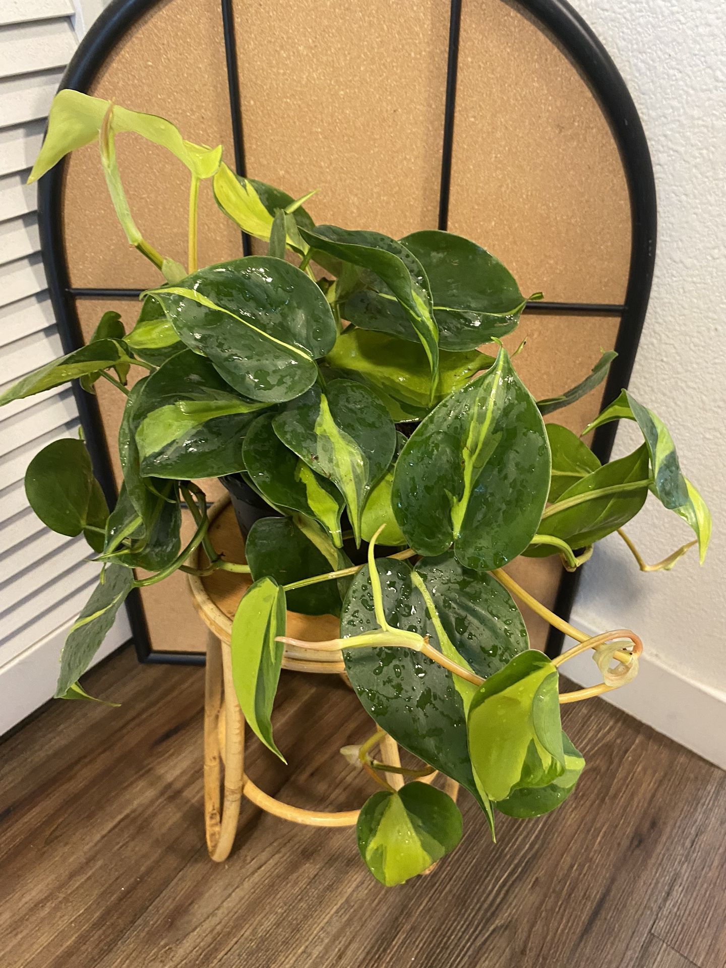 Philodendron Brasil