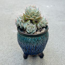 Succulents plants 🪴 