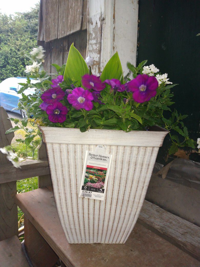 New ANNUALS Flowers with Big White Pot